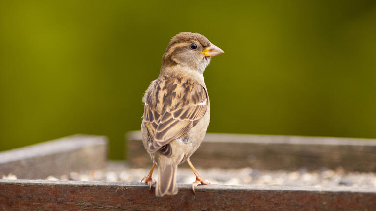 Want more birds in your garden? Here’s how to attract each species ...