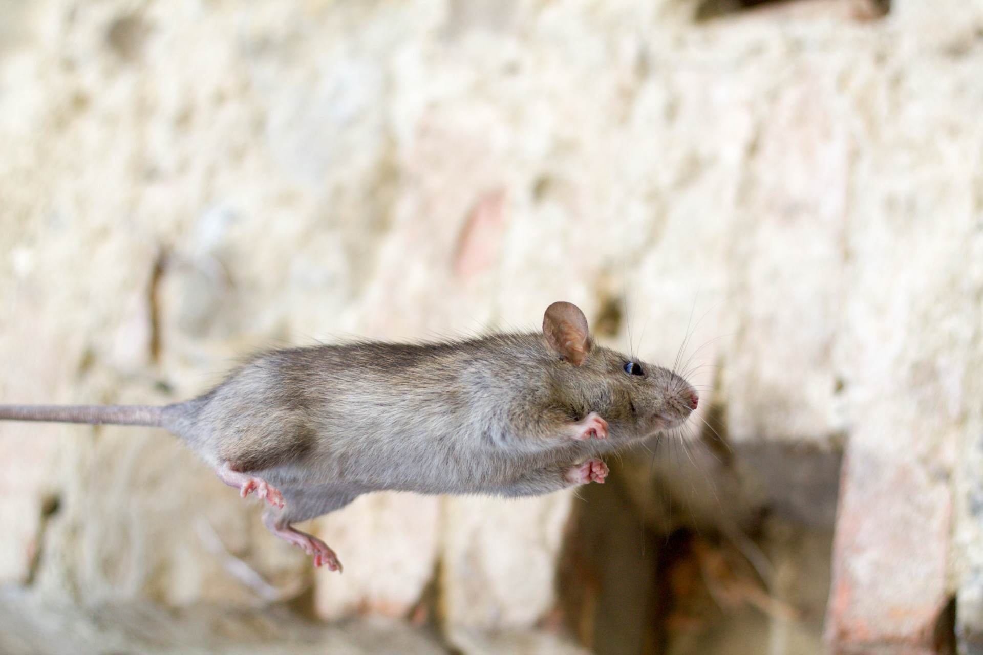 Animals that are known to survive extreme falls