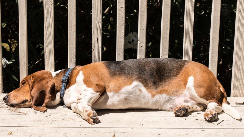 14 super sleepy dog breeds that spend most of the day napping