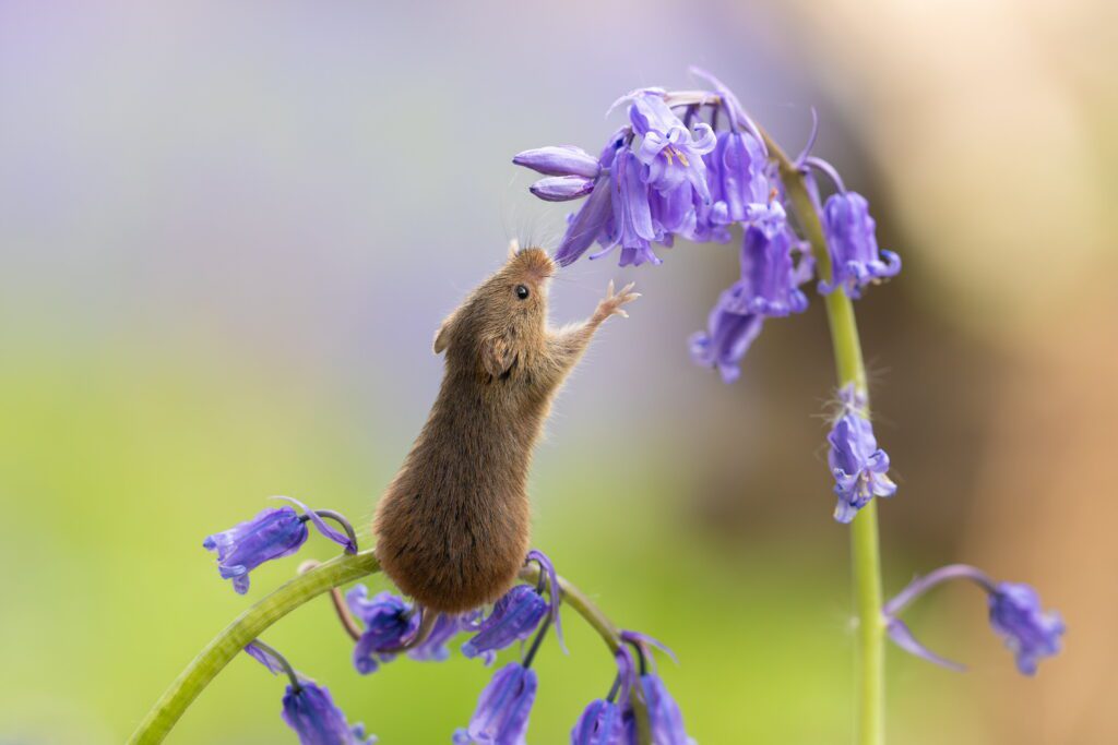 Tiny harvest mouse smells bluebells in adorable spring scene
