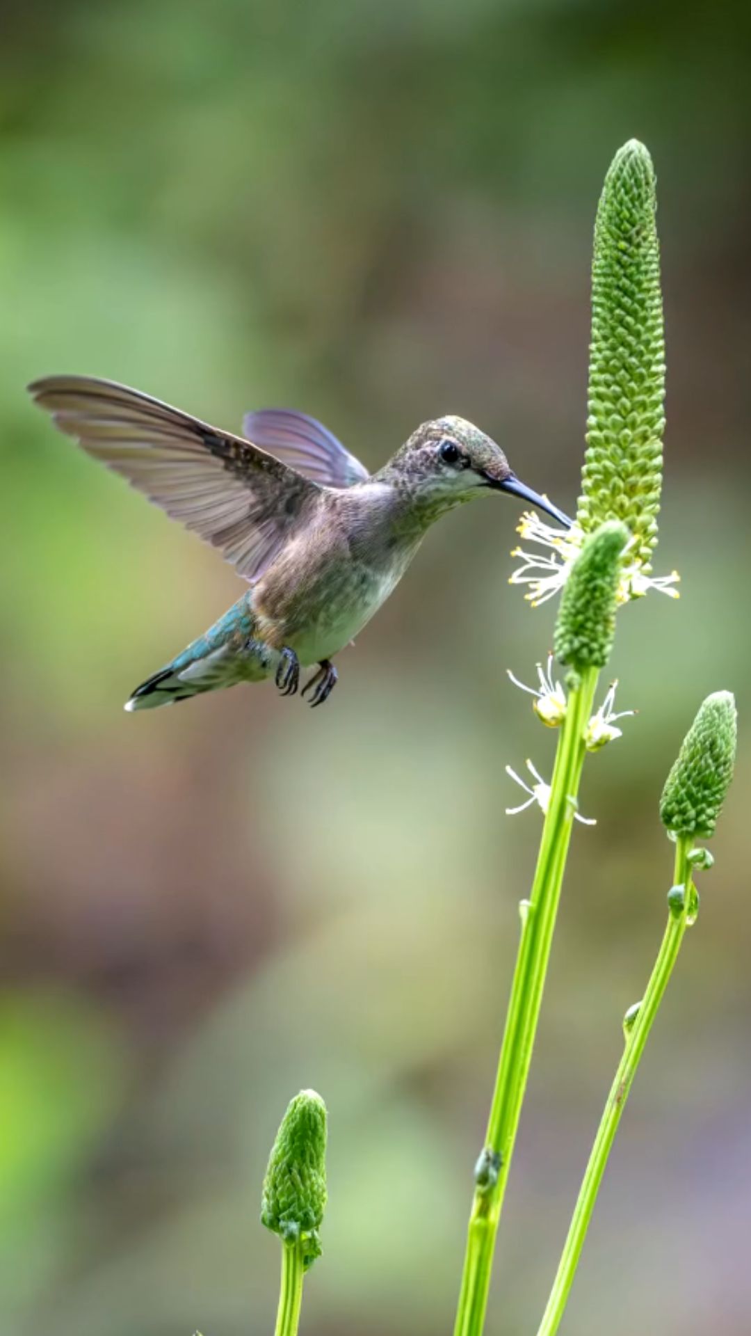 How hummingbirds fly so fast: incredible bird insights