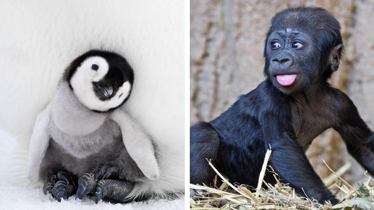 20 baby animals who have no idea how cute they are