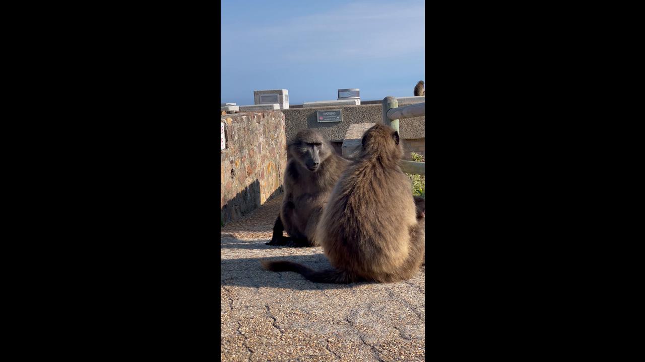 Playful baby monkey pulling giant brown baboon on sunny cliff view