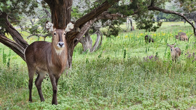 The 5 best drive-through zoo experiences in America, according to reviews