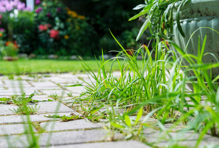 How to keep weeds from growing between pavers—6 natural solutions that work