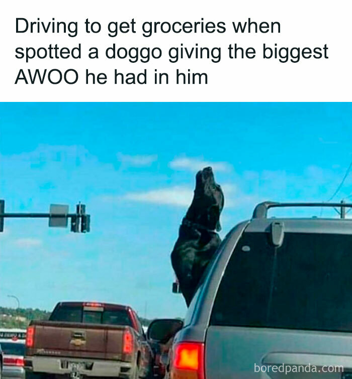 Awkward Animals: 48 Pics ‘For Animal Lovers Of All Kinds’