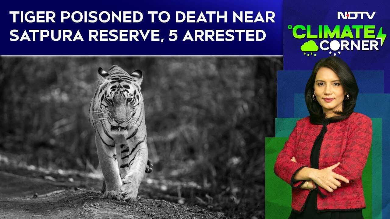 Radio-collared tiger killed in Satpura: Rising human–wildlife conflict ...