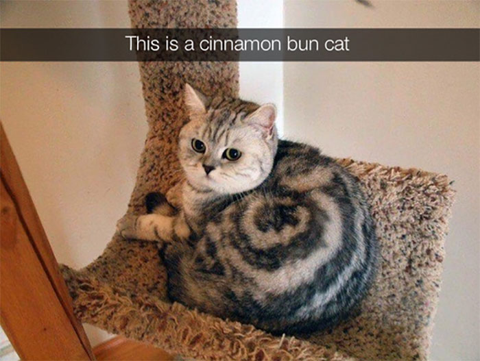 Awkward Animals: 48 Pics ‘For Animal Lovers Of All Kinds’