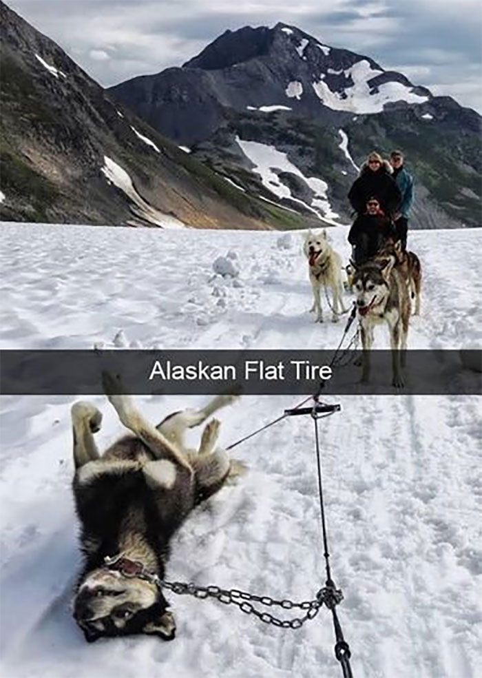 Awkward Animals: 48 Pics ‘For Animal Lovers Of All Kinds’