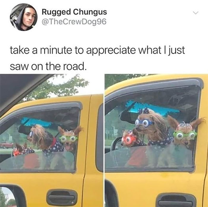 Awkward Animals: 48 Pics ‘For Animal Lovers Of All Kinds’