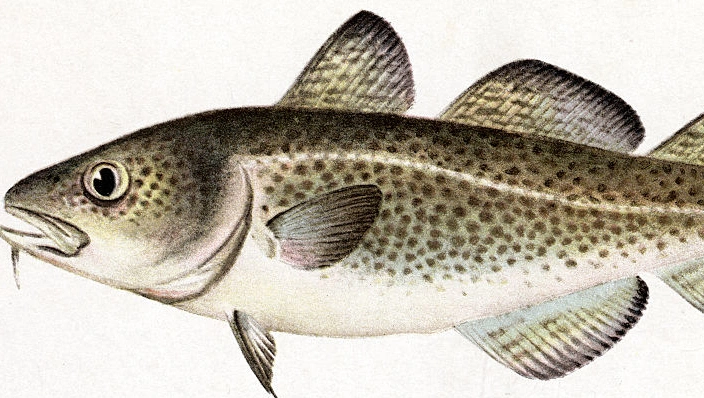 Mastering cod from market to table