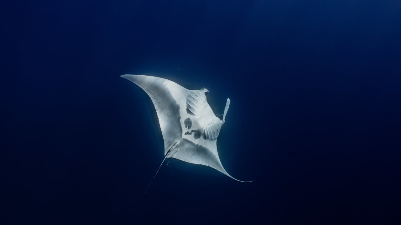 'Graceful dancing giants': Divers spot five manta rays swimming through ...