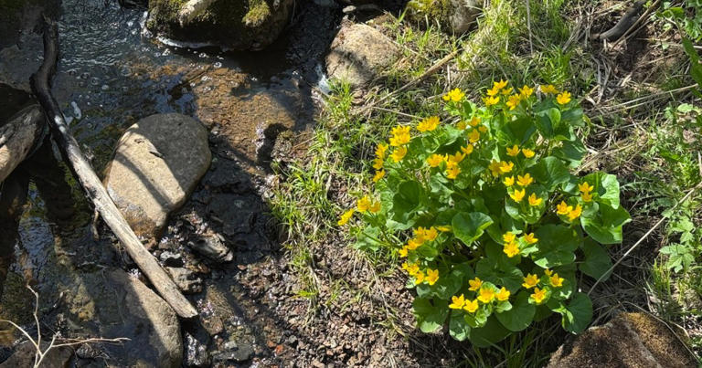 6 beautiful trails in Minnesota that shine in spring