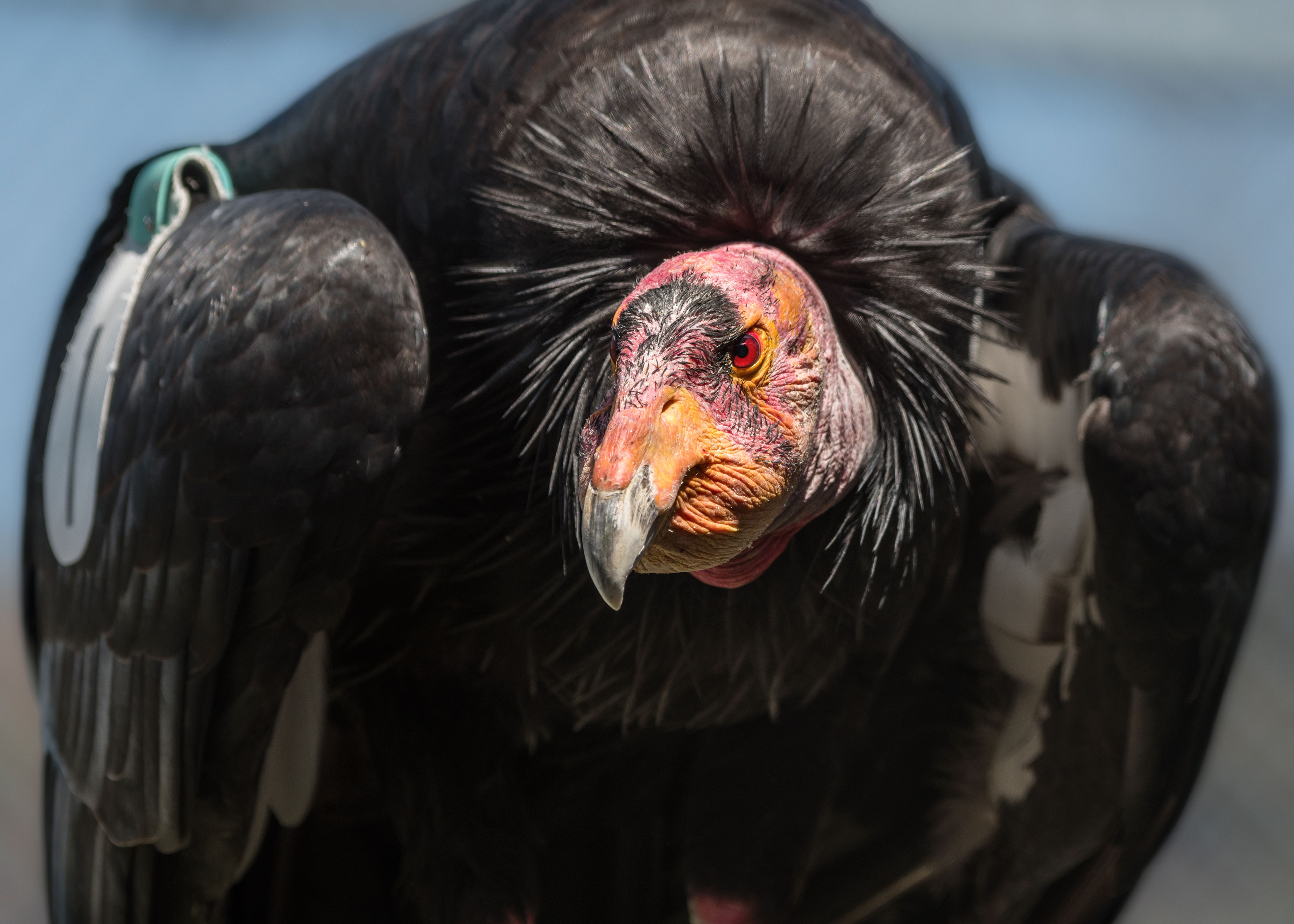 LA Zoo celebrates the California condor who helped save his species