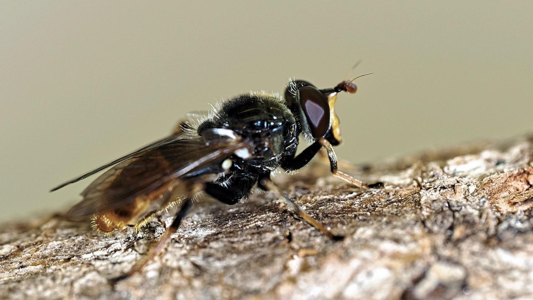 One of UK's rarest flies returns to Cairngorms thanks to jam jar incubators