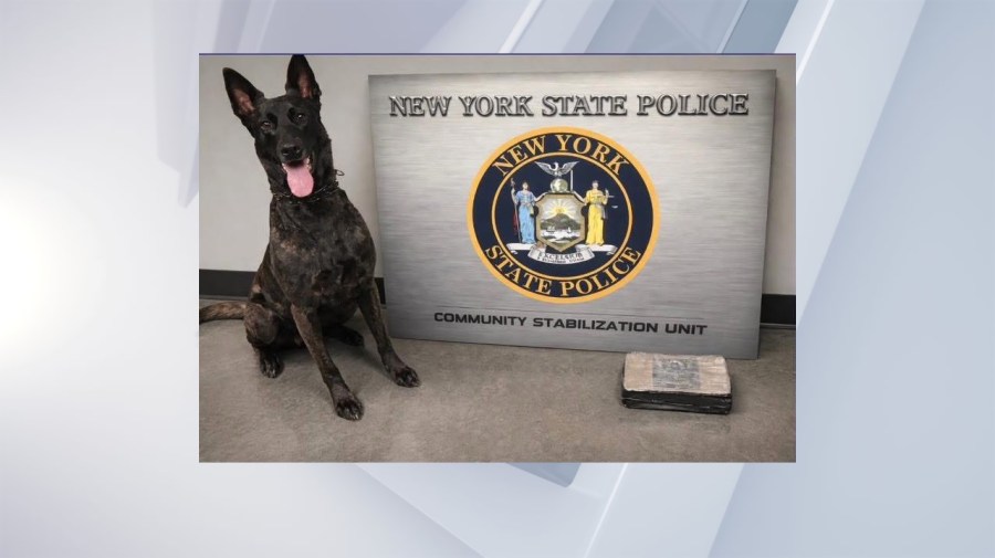 K-9 finds over 2 pounds of cocaine in Dutchess Co. traffic stop