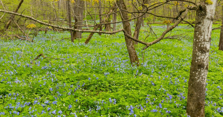 6 beautiful trails in Minnesota that shine in spring