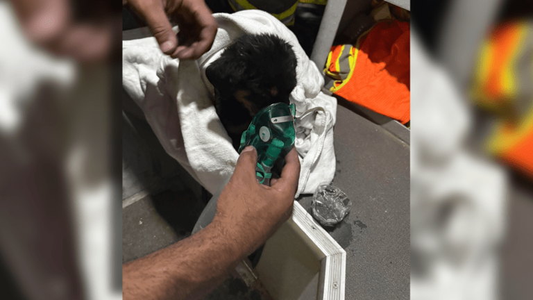 Puppy rescued from burning building by Big Spring firefighters