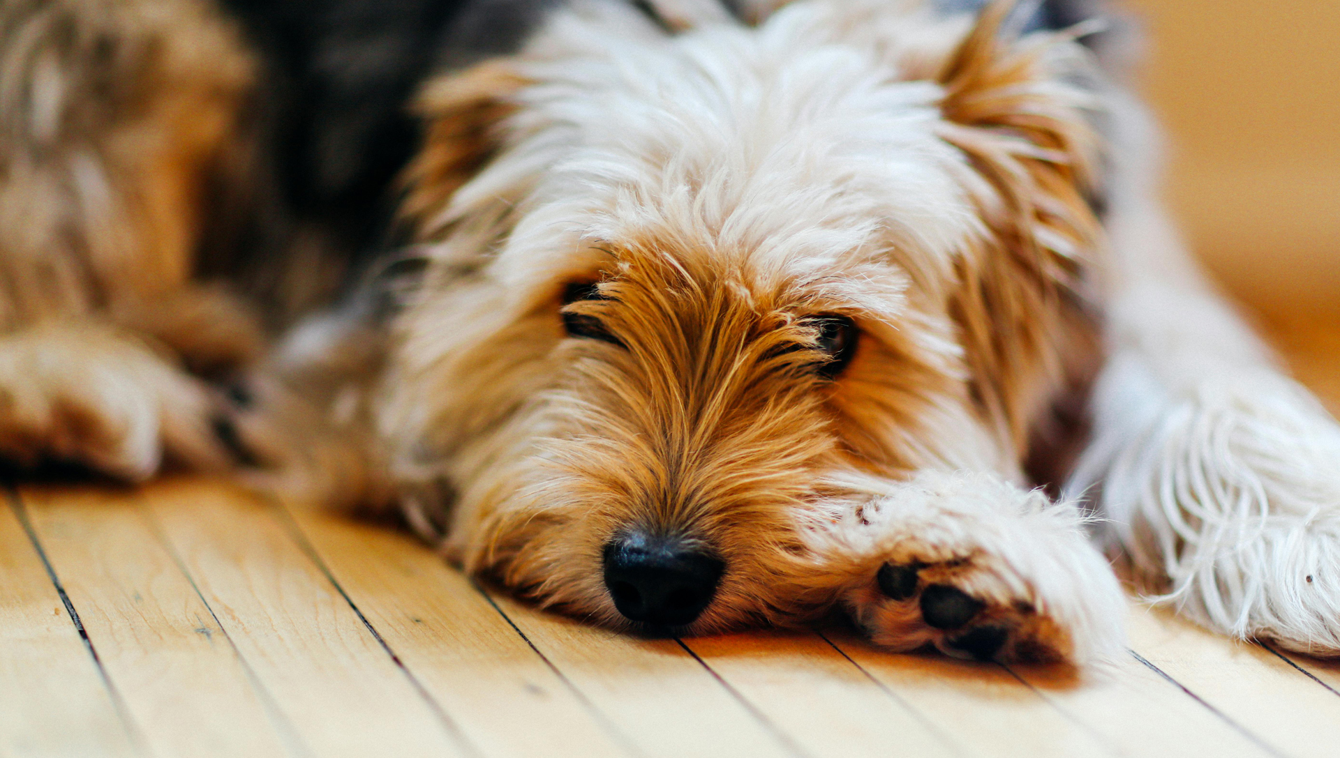 Subtle patterns in how dogs choose resting spots, experts say it ...