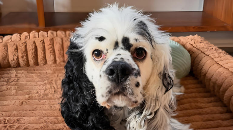 'Cookies and cream' cocker spaniel's unique spotted coat is simply ...