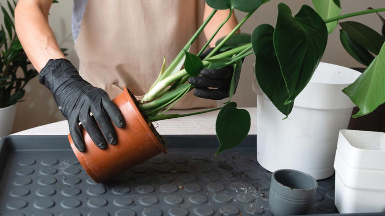 Don't let your plastic nursery pots end up in a landfill – do this instead