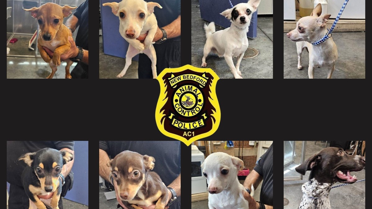2 face animal cruelty charges after 8 dogs seized from New Bedford ...