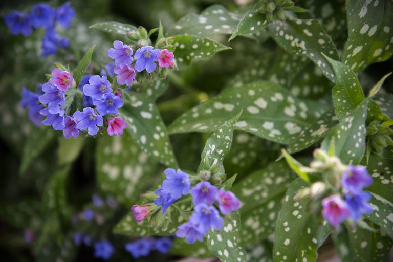Garden experts say these 7 shade-loving perennials will bring bright ...