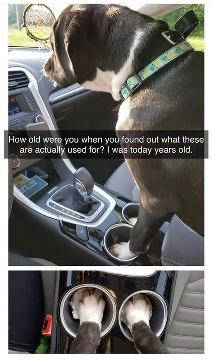 Awkward Animals: 48 Pics ‘For Animal Lovers Of All Kinds’