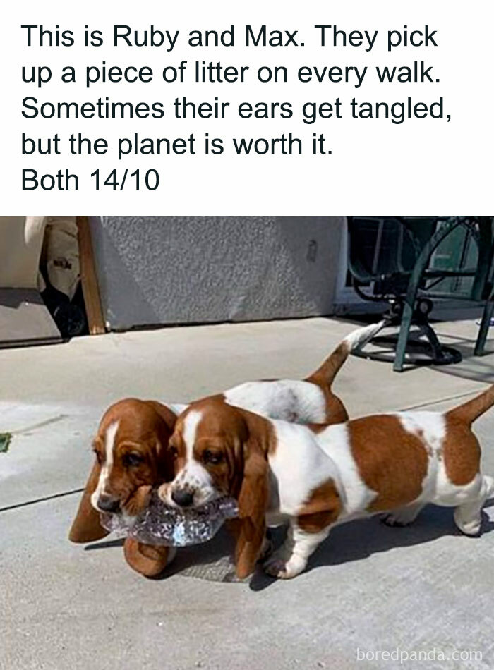 Awkward Animals: 48 Pics ‘For Animal Lovers Of All Kinds’