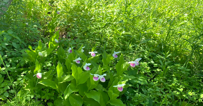 6 beautiful trails in Minnesota that shine in spring