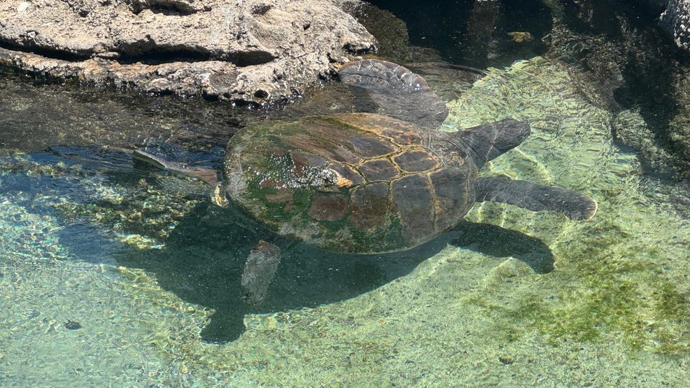 Researchers racing to save 4,000+ sea turtle eggs from Treasure Coast ...