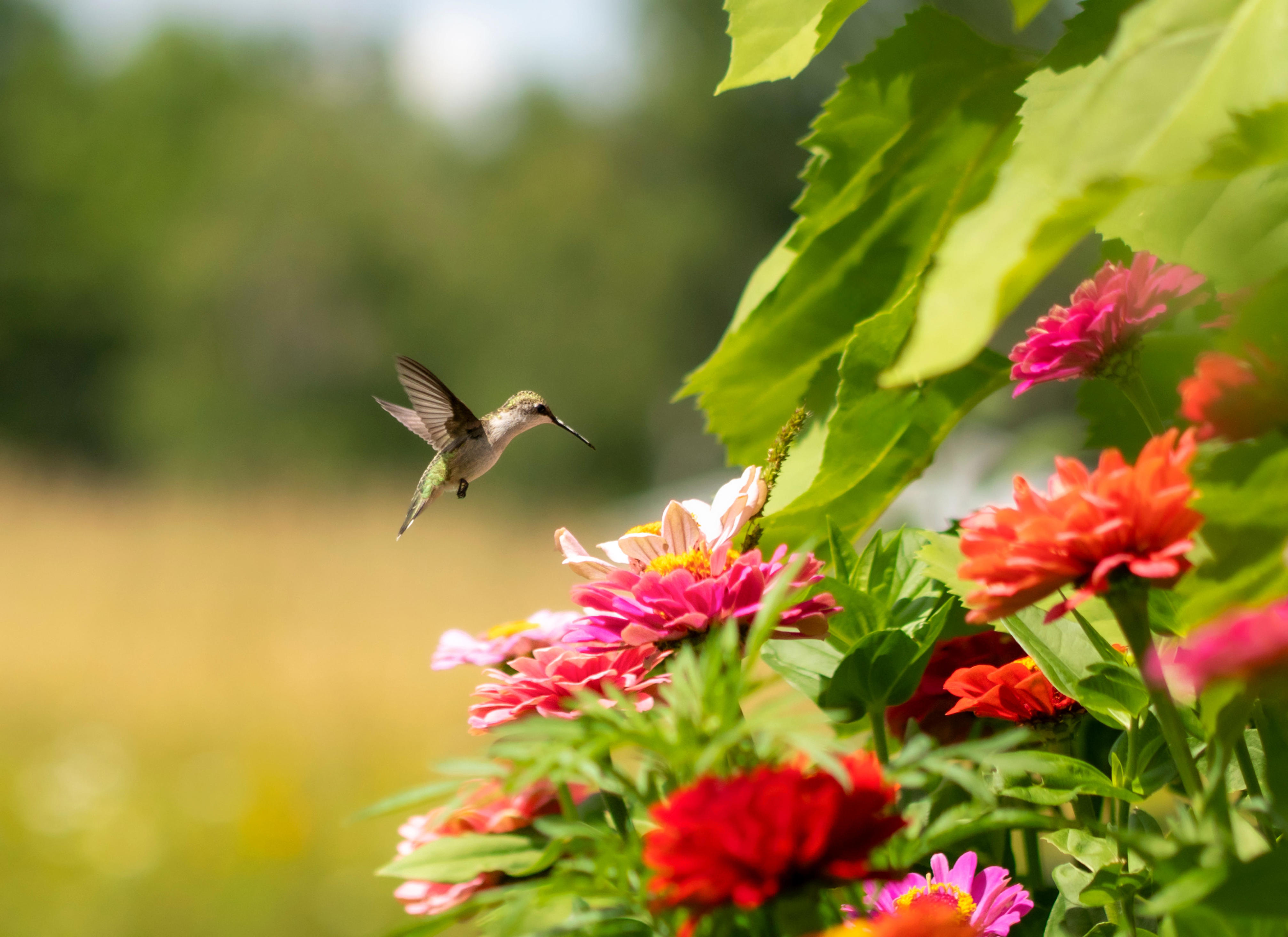 25+ flowers that will make hummingbirds regular guests in your garden
