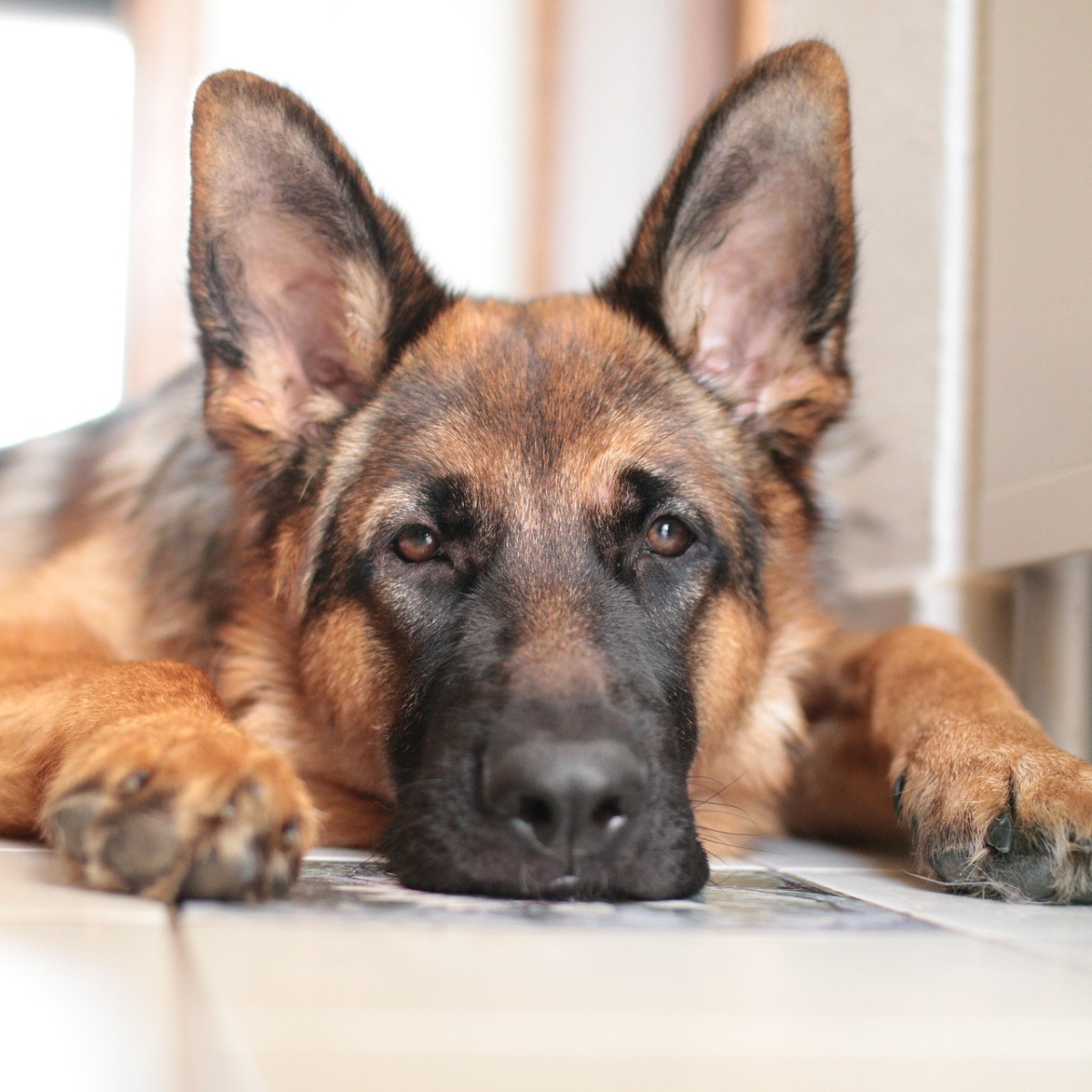 These 12 dog breeds can't be left alone: they get separation anxiety in just 30 minutes