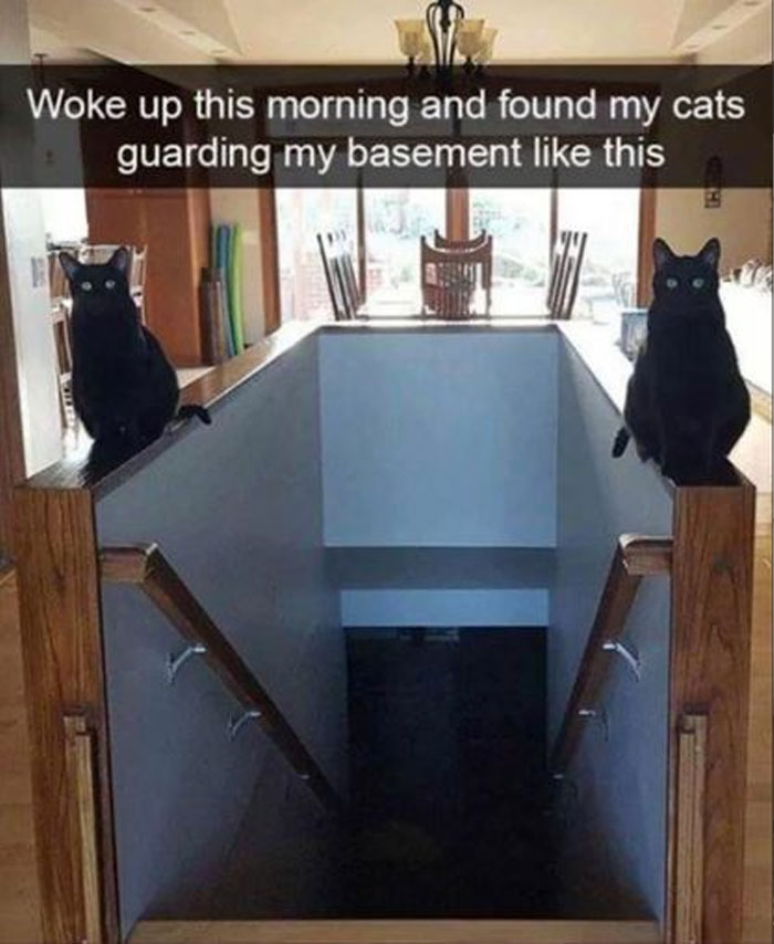 Awkward Animals: 48 Pics ‘For Animal Lovers Of All Kinds’