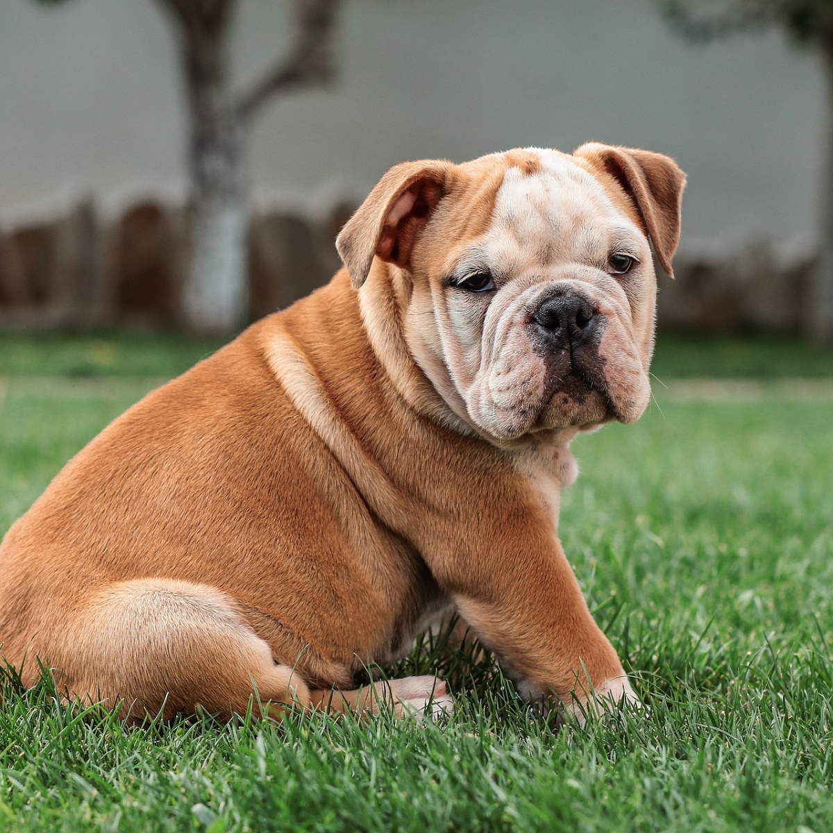 These 12 dog breeds can't be left alone: they get separation anxiety in just 30 minutes