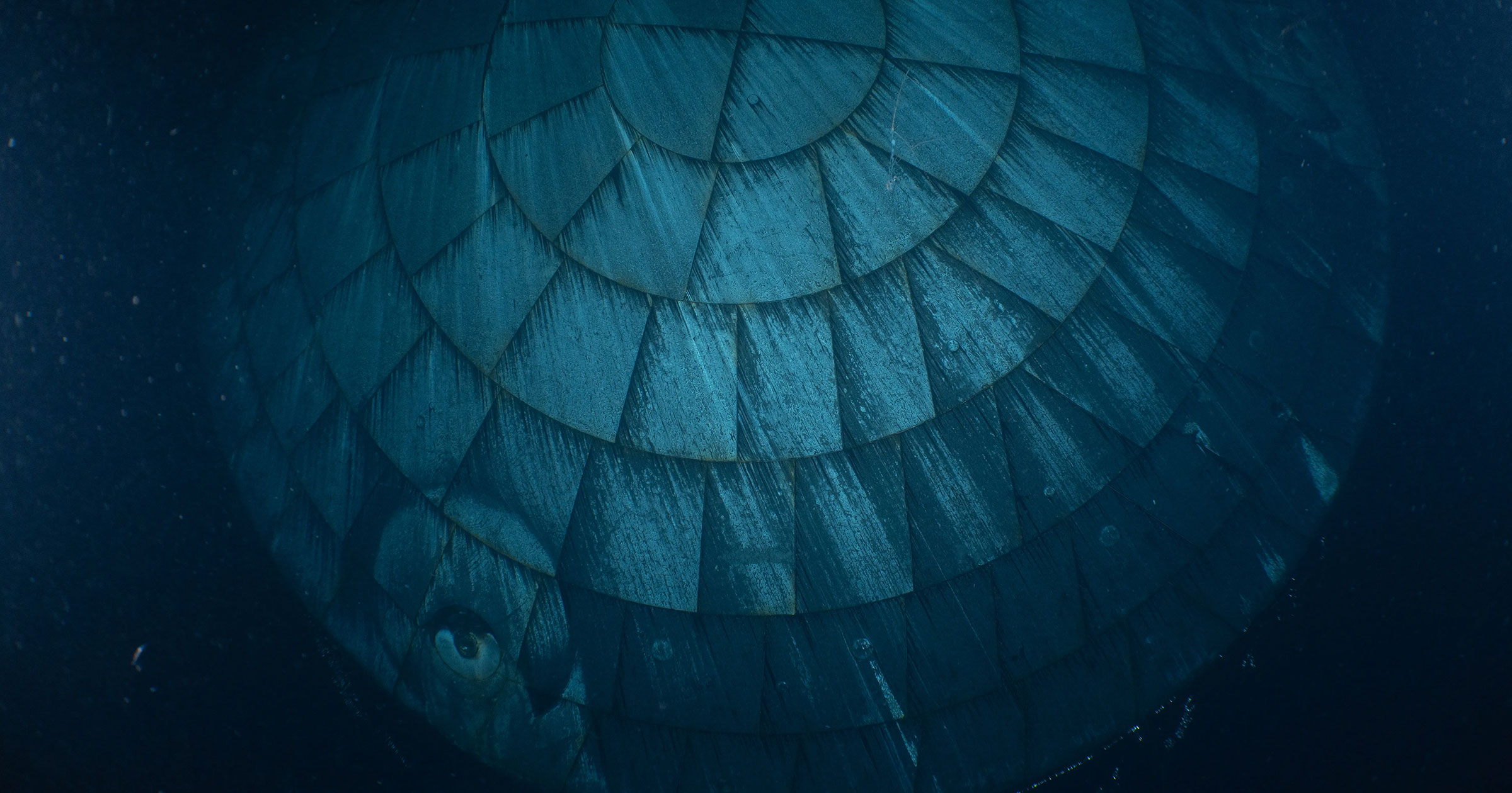 Guess what this creepy underwater thing is that was photographed by US ...