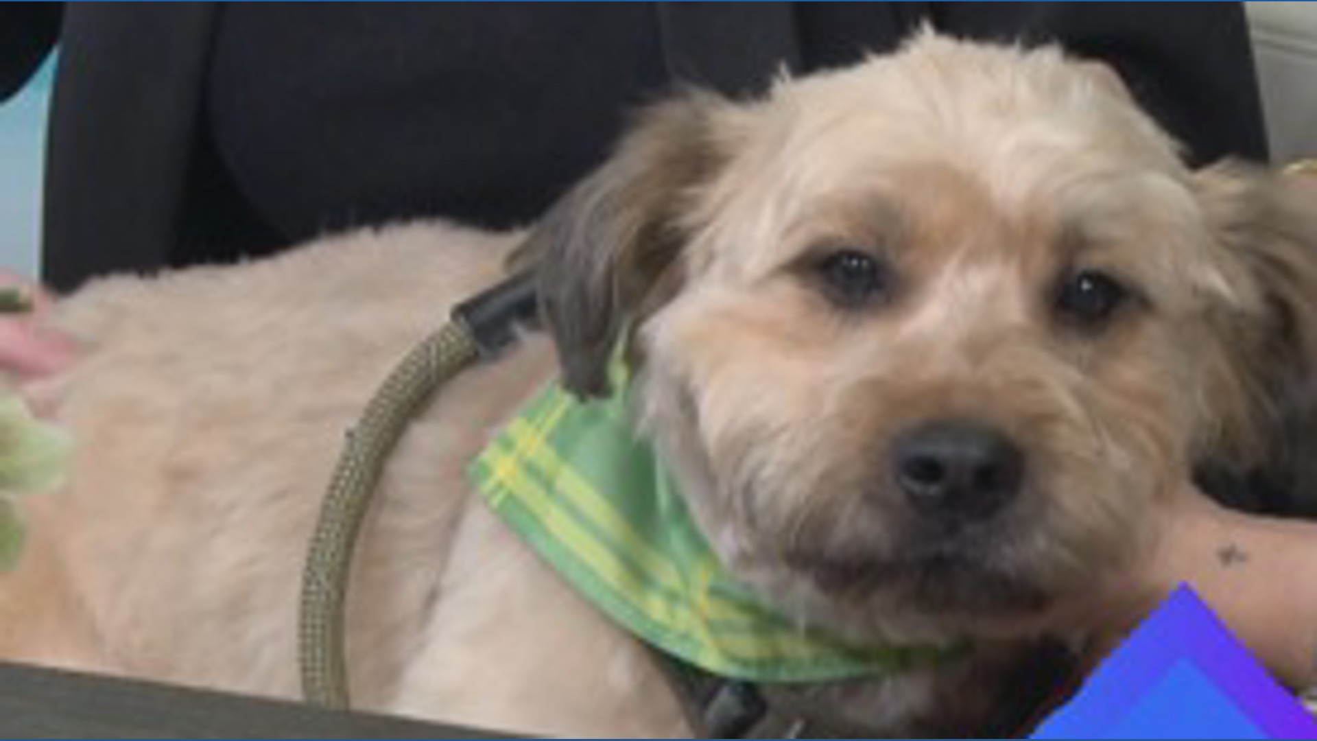 George the pup has a spa day at the groomers