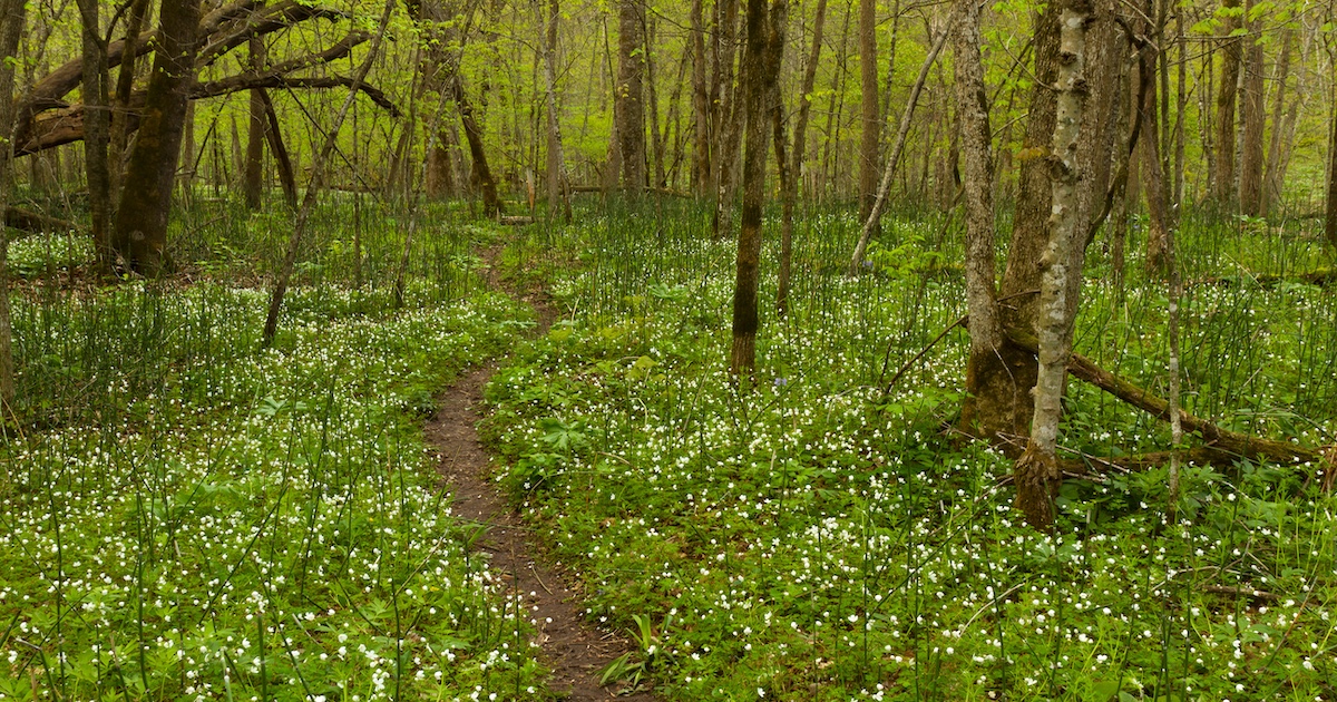 6 beautiful trails in Minnesota that shine in spring
