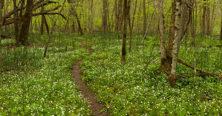 6 beautiful trails in Minnesota that shine in spring