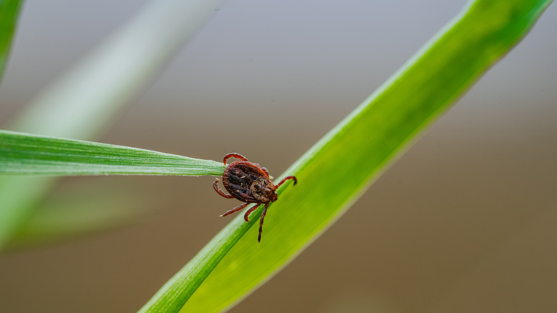 What to do if you see a tick nest in your lawn