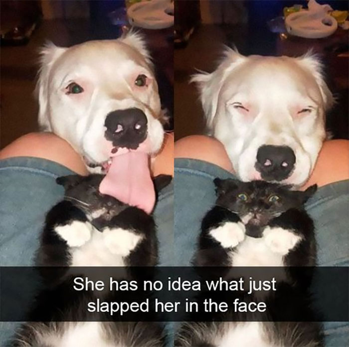 Awkward Animals: 48 Pics ‘For Animal Lovers Of All Kinds’