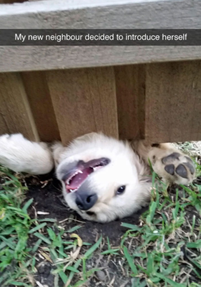 Awkward Animals: 48 Pics ‘For Animal Lovers Of All Kinds’