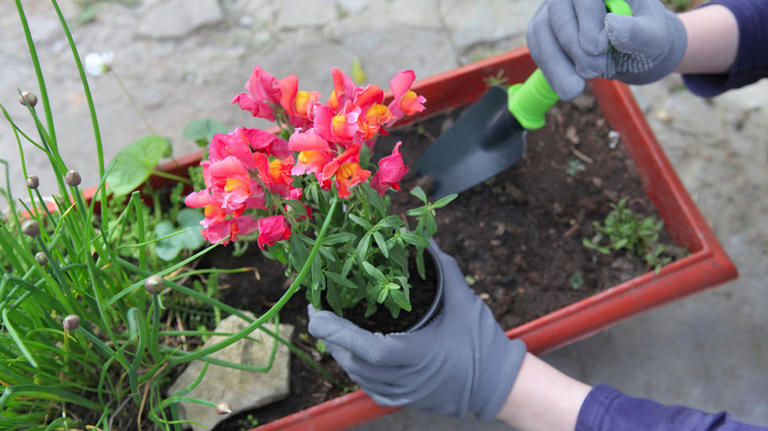 The 12 Best Filler Plants For Eye-Catching Flower Pot