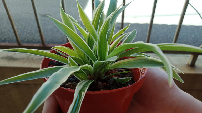 The best way to make your spider plant bushier