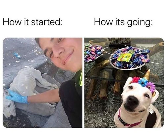 Awkward Animals: 48 Pics ‘For Animal Lovers Of All Kinds’