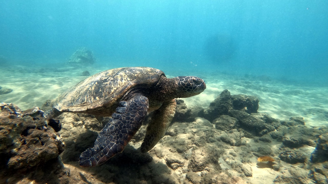 Hawaiian green turtles seen eating invasive algae threatening reefs