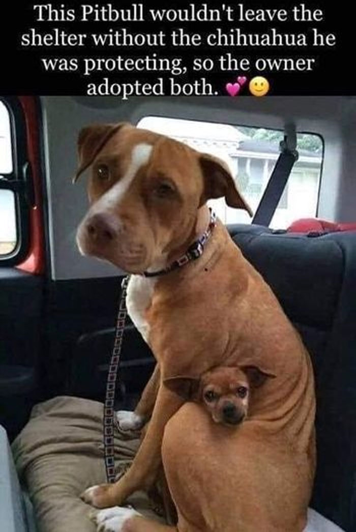 Awkward Animals: 48 Pics ‘For Animal Lovers Of All Kinds’