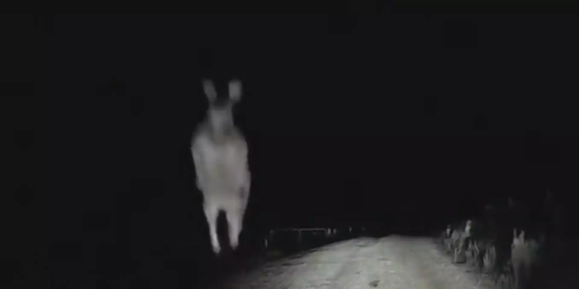 I tried to take these cryptid sightings seriously