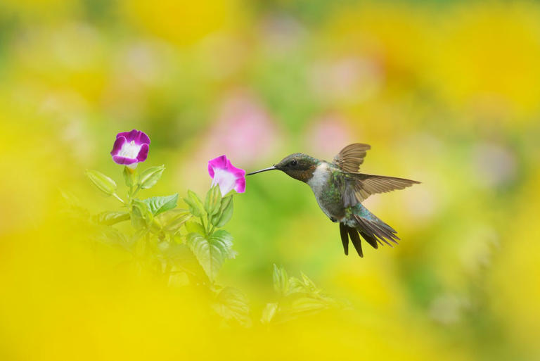 These pretty flowers will attract all the hummingbirds to your yard