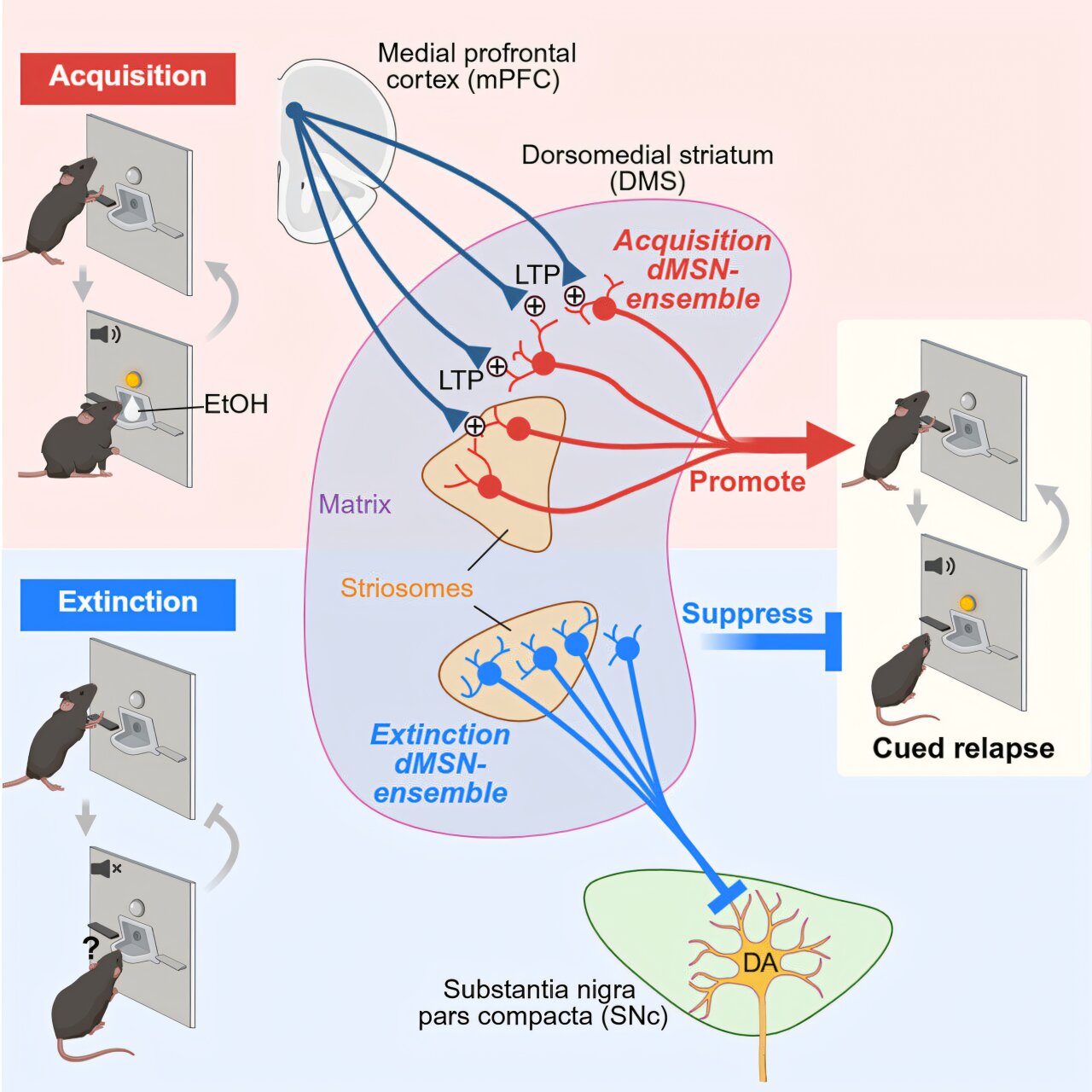 Brain stores relapse and recovery memories side by side, alcohol study ...